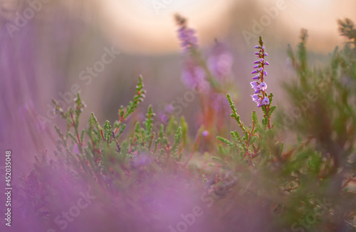 Heidekraut (Calluna vulgaris) zum Sonnenaufgang in der Lüneburger Heide photo