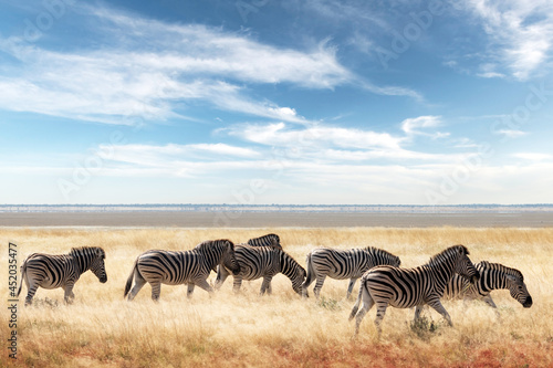 African plains zebra family on the dry brown savannah grasslands