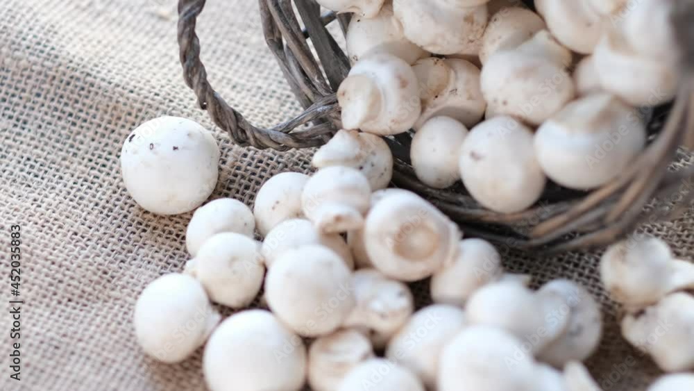 White champignons with textured caps are spinning. Close up video. top view. Slow motion video. stock footage. White champignons with textured caps are spinning. Close up video. top view. Slow motion video. stock footage.
