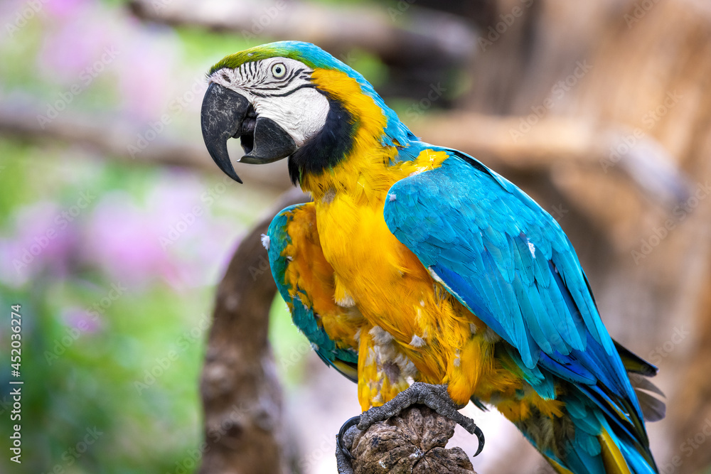 Close up profile portrait of a colorful blue and yellow macaw parrot, against a bokeh background