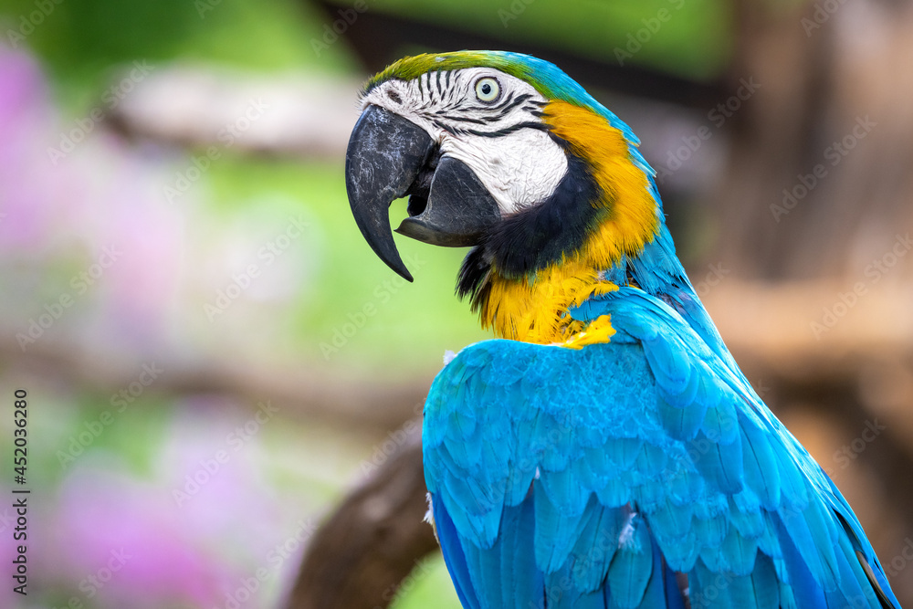 Close up profile portrait of a colorful blue and yellow macaw parrot, against a bokeh background