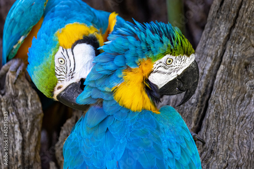 Wallpaper Mural Close up portrait of two colorful yellow and blue macaw parrots grooming each other Torontodigital.ca
