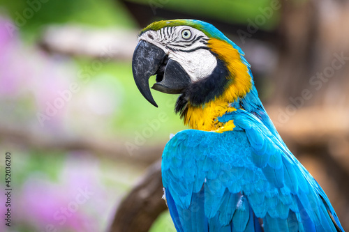 Close up profile portrait of a colorful blue and yellow macaw parrot, against a bokeh background © Roberto