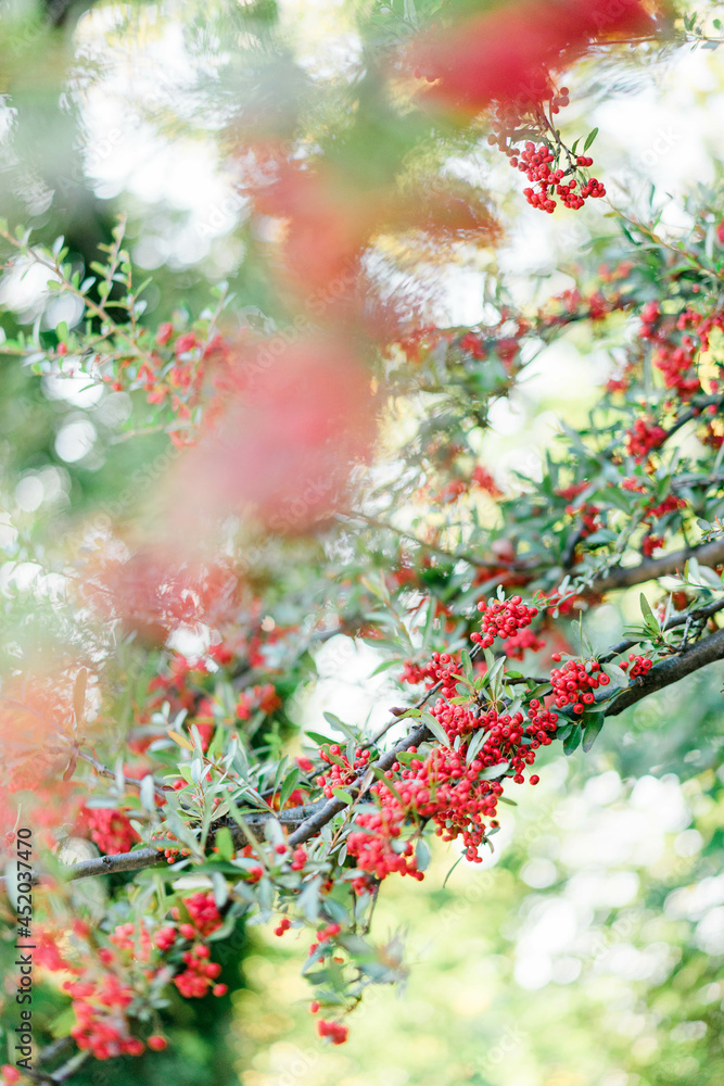 Fototapeta premium 赤い実