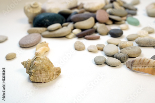 A scattering of pebbles on a white background and several seashells (rapan)
