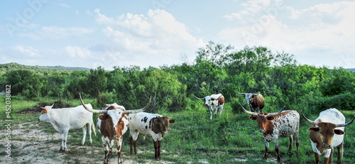 Longhorn Herd