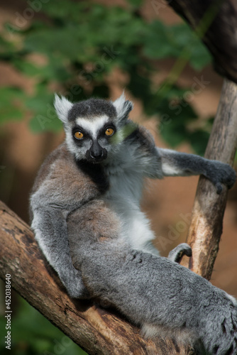 Portrait of wild maki catta lemur standing on tree branch © pixarno