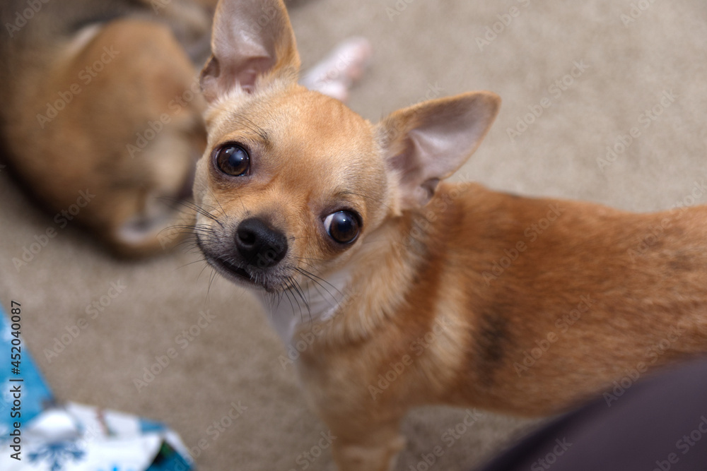 Cute Brown Chihuahua Dog looking towards it's Owner