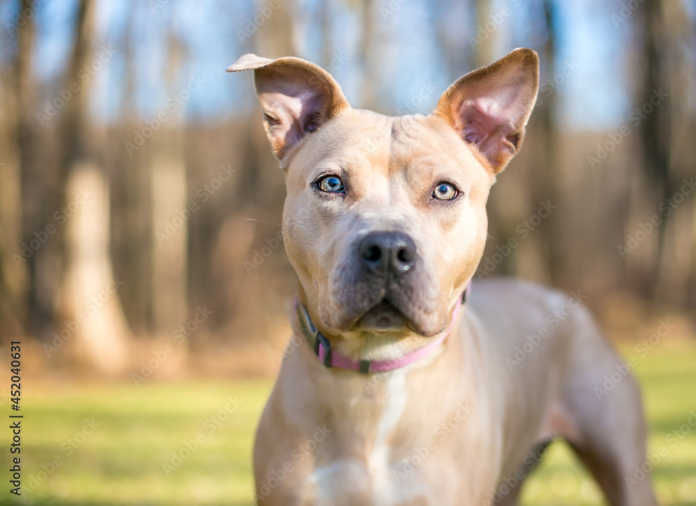 A fawn colored Pit Bull Terrier mixed breed dog with large ears