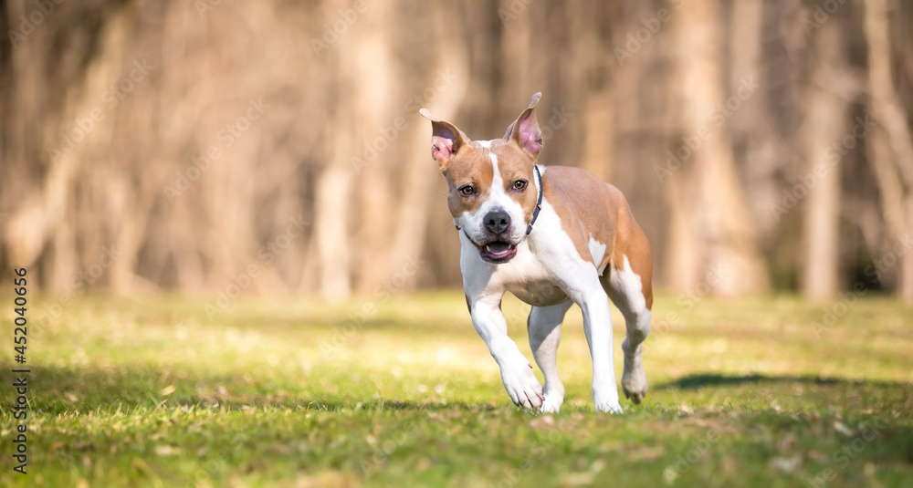 A Pit Bull Terrier mixed breed dog wearing a collar walking outdoors
