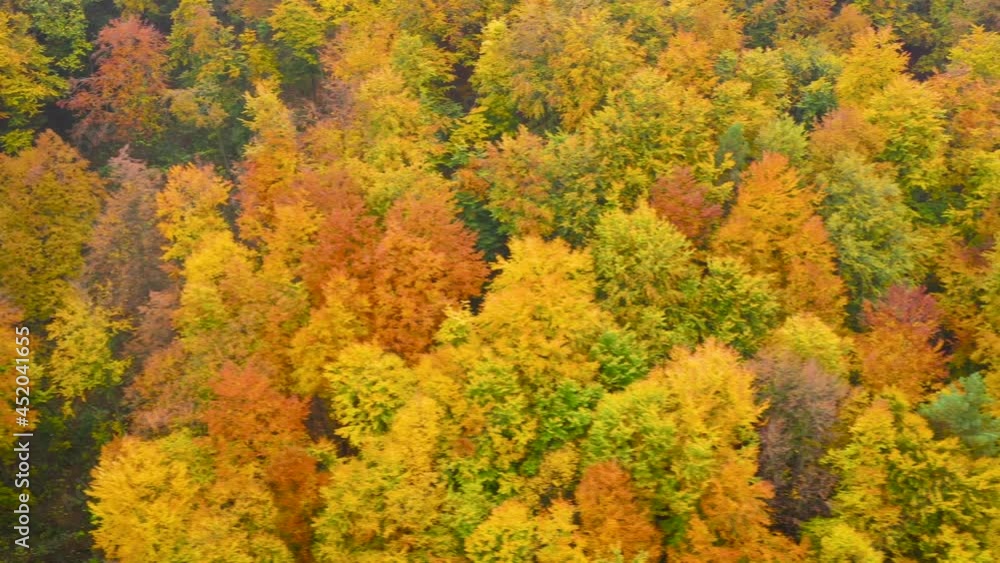 View from the height on a bright yellow autumn forest View from the height on a bright yellow autumn forest