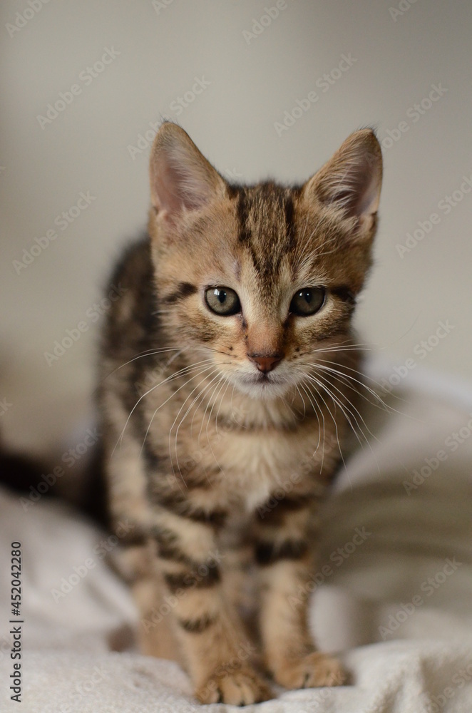chaton européen chaton européen