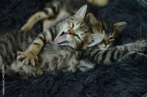 chatons bâillement drôle © Valrie