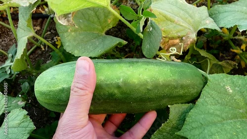 big cucumber left to get seeds, big cucumber, cucumber in open field garden,