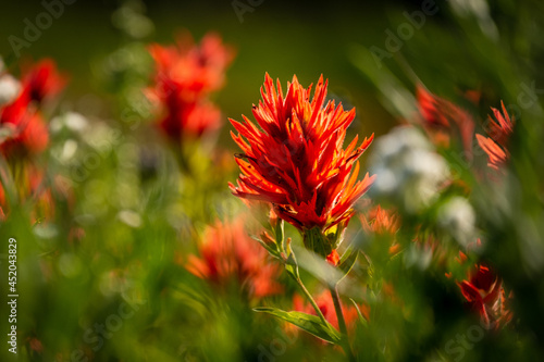 Fiery red indian paintbrush in bloom