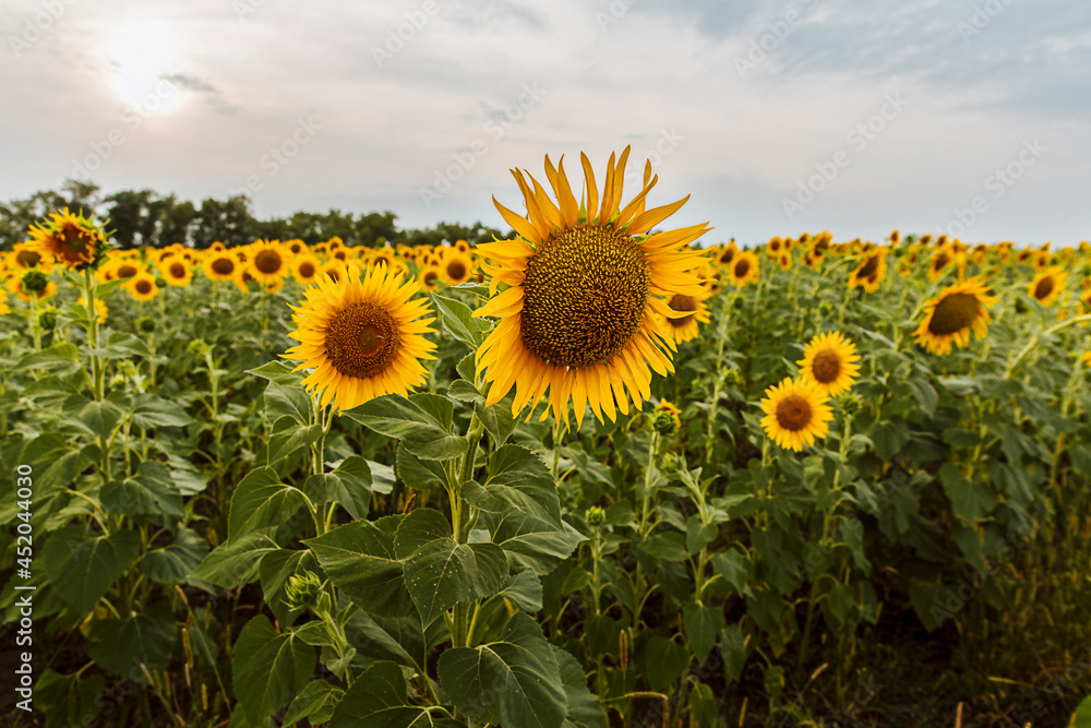 Fototapeta premium Sunflower natural background. Sunflower blooming