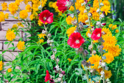 Red Hollyhock Flowers Against a Background of Yellow Zinnia Flowers in a Garden