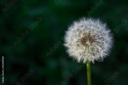close-up of a dandelion on a blurred background