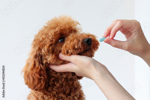 A small dog, a miniature poodle, is handed one blue pill. Animal treatment, veterinarian. give medicine to a dog