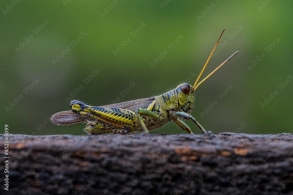 grasshopper on a wooden post grasshopper on a wooden post