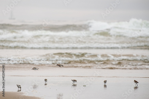Tiny shorebirds dart along the edge of the waves on a beach
