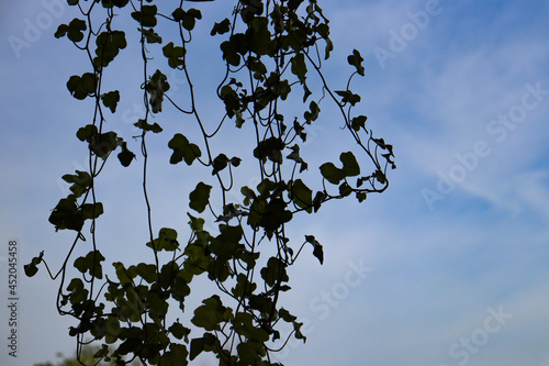 leaves against blue sky