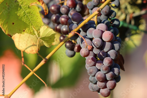 bunch of grapes