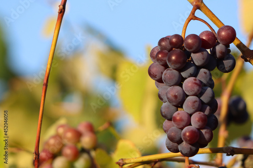 red wine grapes