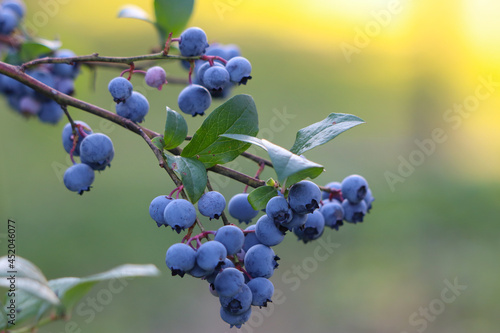 blueberries on a branch