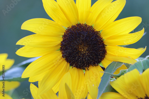 sunflower in the garden
