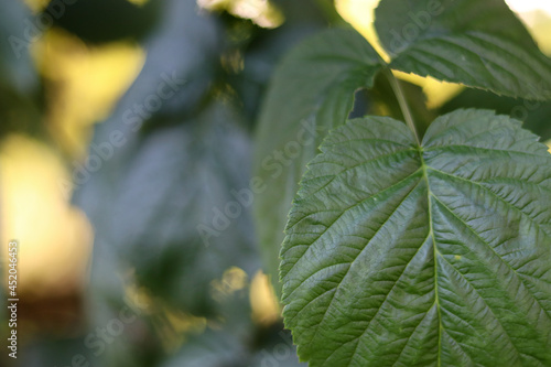 close up of a green leaf
