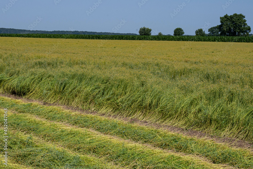 Flax field, partially cut. Corn field, trees and blue sky in the background. Flax farming in Belgium. Flax field, partially cut. Corn field, trees and blue sky in the background. Flax farming in Belgium.