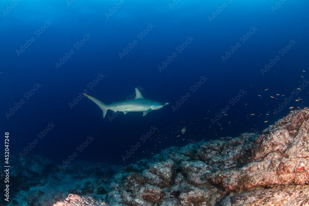 Fototapeta premium Hammerhead Shark at Cocos Island, Costa Rica