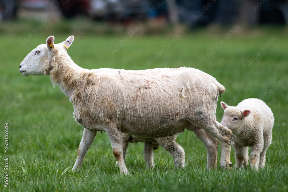 Obraz premium Young lambs huddled with their mother in a grassy green pasture. The adult sheep is looking sideways and the two young lambs eating grass alongside the adult. The mother has had its wool sheared. 