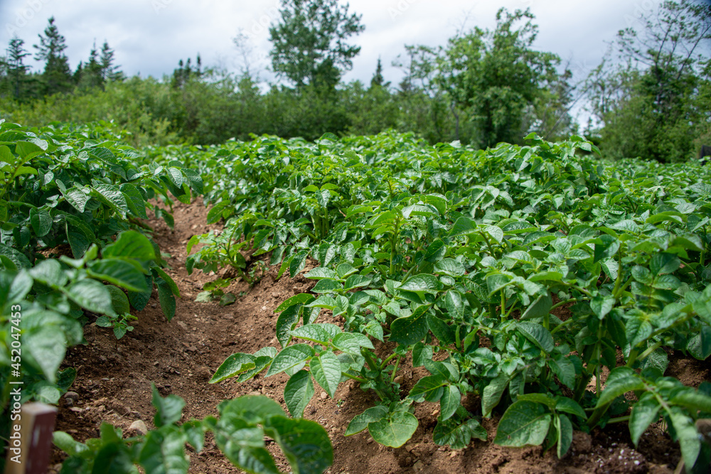 Drills or rows of organic potatoes growing in a farmer's garden. There are trees growing in a wooden area in the background.  The plants are tall, rich green with lots of leaves. The brown soil is dry