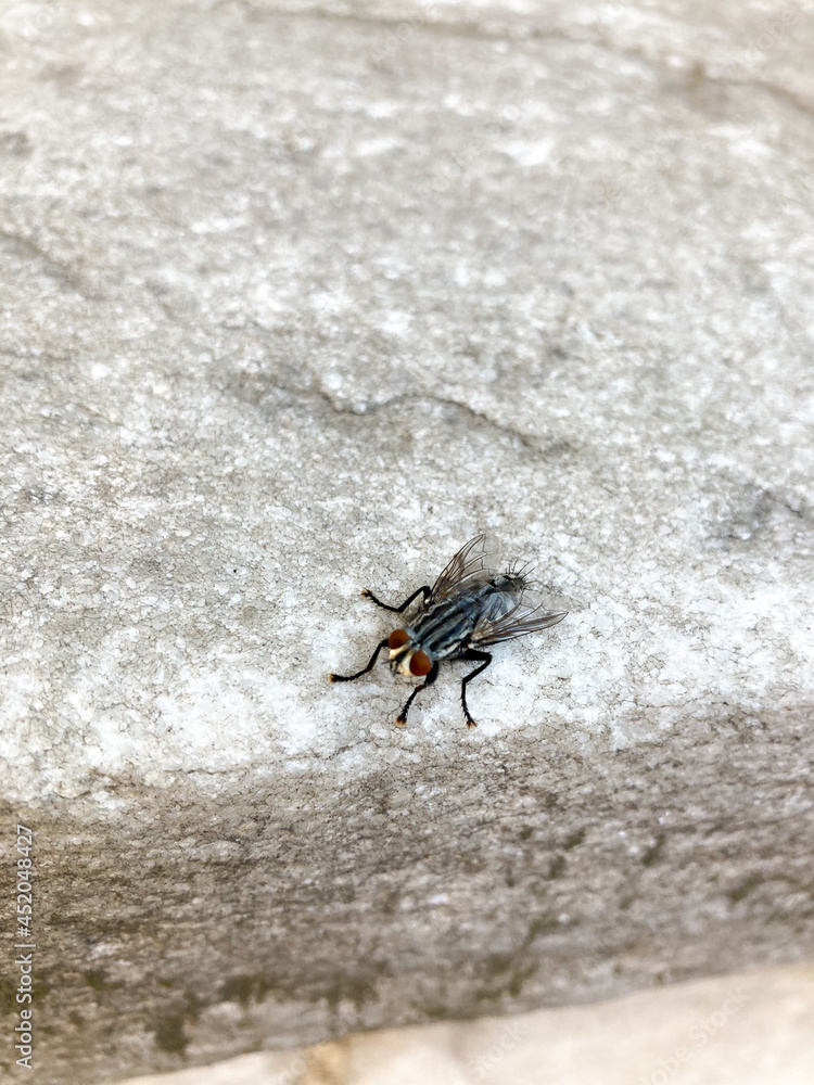 Close-up view of black fly on the gray marble . Selective focus. Close-up view of black fly on the gray marble . Selective focus.