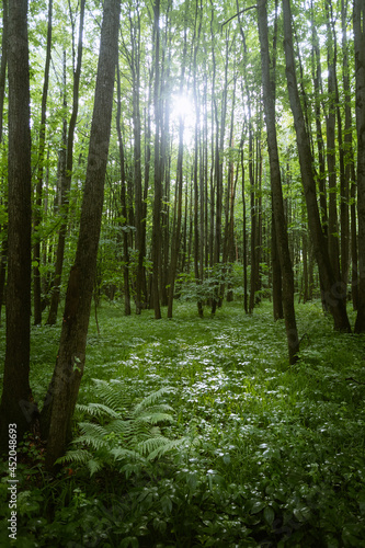 Fototapeta Naklejka Na Ścianę i Meble -  Shot of the green forest during the light rain
