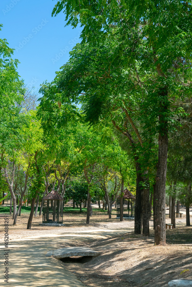 Trees in the San Benito park, Lebrija. Seville. Spain. Europe.
