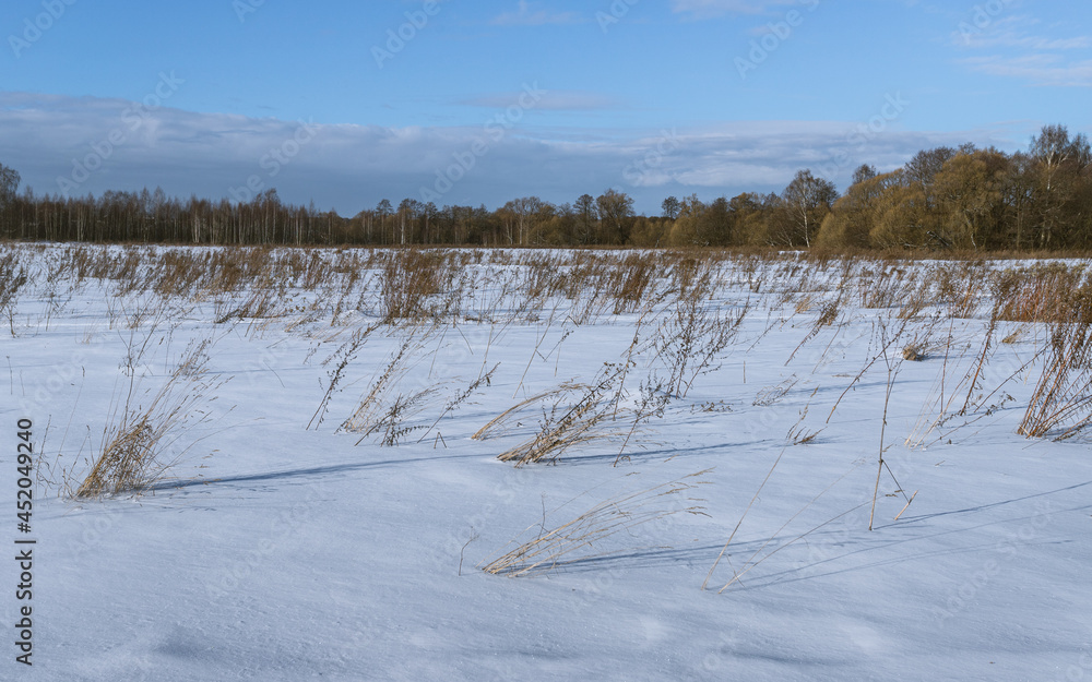 Field vegetation in the frosty winter day Field vegetation in the frosty winter day