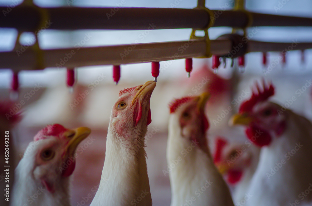 Αυτοκόλλητο gallina en granja toma agua