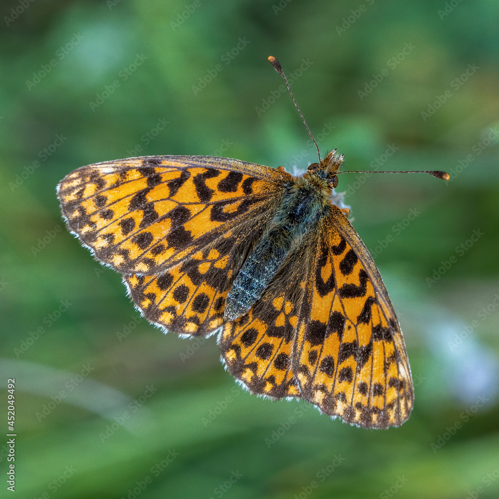 Schmetterling Schmetterling