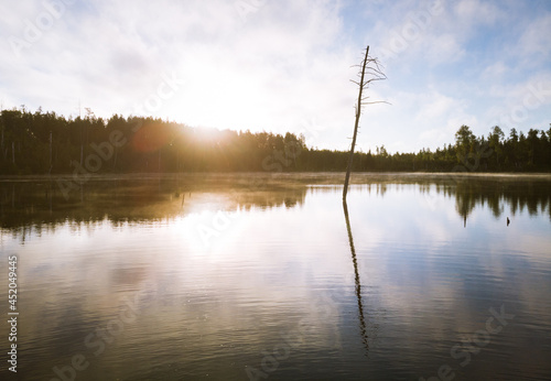 Dead tree on the lake shot at the morning