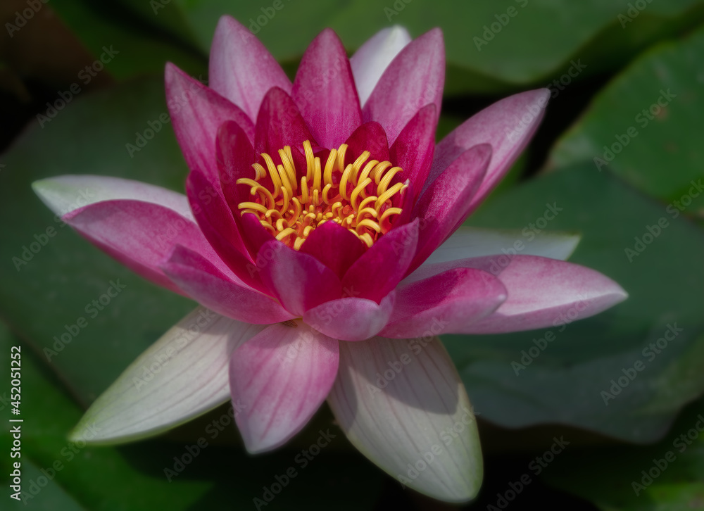 pink water lily