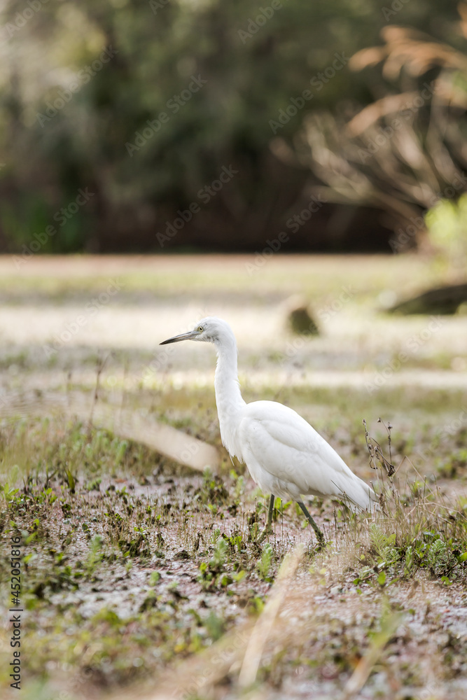 Small white egret hunting in a boggy marsh. Small white egret hunting in a boggy marsh.