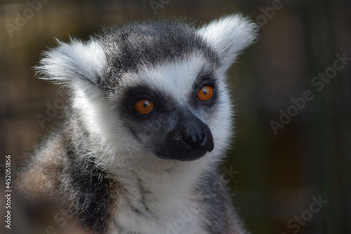 lemur on a tree looking at camera © Rachelle Yingling