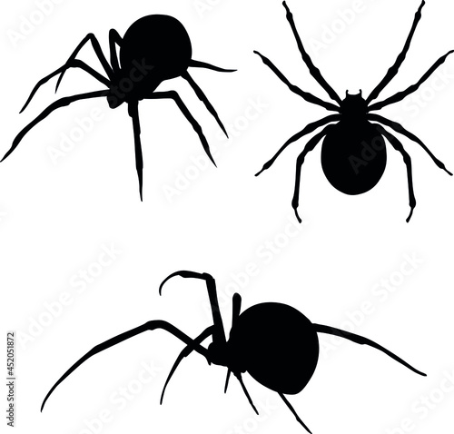 Spider black widow. Vector outline drawing for halloween. Spider collection