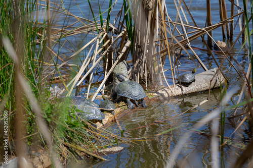 Nest of turtles sunbathing on a log in a river.