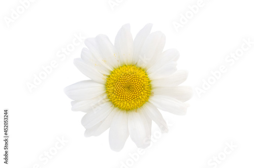daisy isolated on white background © Alusha