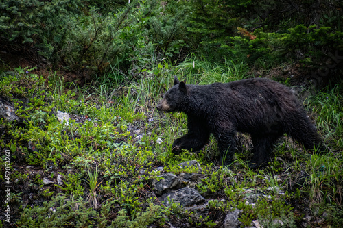 BLACK BEAR ON THE MOVE - JASPER NP