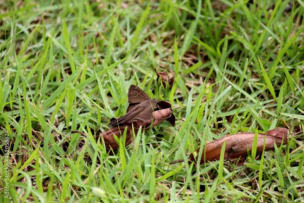 inseto mariposa - tetanolita sp. inseto mariposa - tetanolita sp.